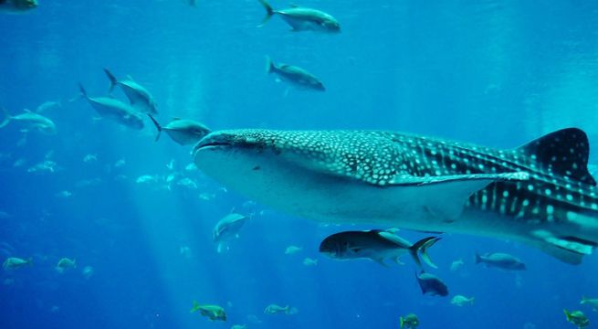 Video Turista se lleva el susto de su vida debido a un tiburón