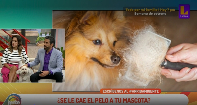 Pancho Cavero Te Explica Por Qu Se Le Cae El Pelo A Tu Mascota