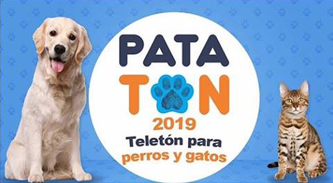 Este domingo se realizará la Patatón, la 'Teletón' de los perros y gatos [Video]