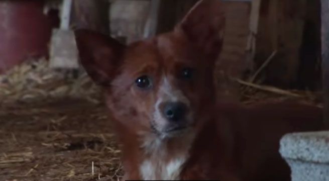 Perro tiene emotivo reencuentro con vaca que lo crío [VIDEO]