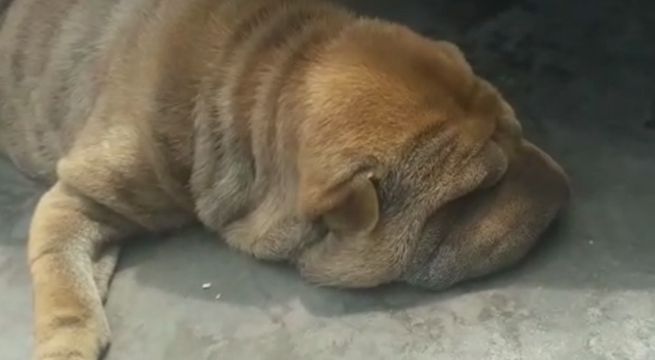 Vecinos denuncian que perrita vive en abandono en la puerta de su casa