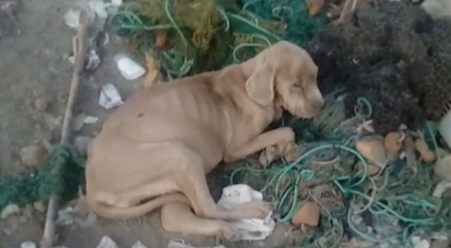 Tengo Algo Que Decirte: Seis perritos en estado de abandono en una cochera de Cerro Azul  