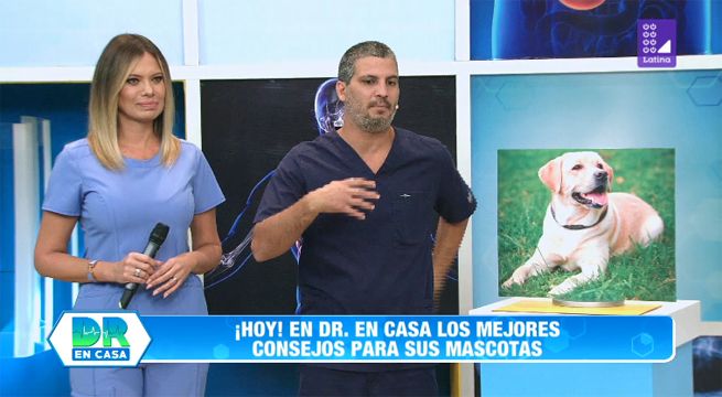 Doctor en casa: Los mejores consejos para tus mascotas