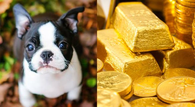Sacó a pasear a su perro y terminó encontrando un lingote de oro