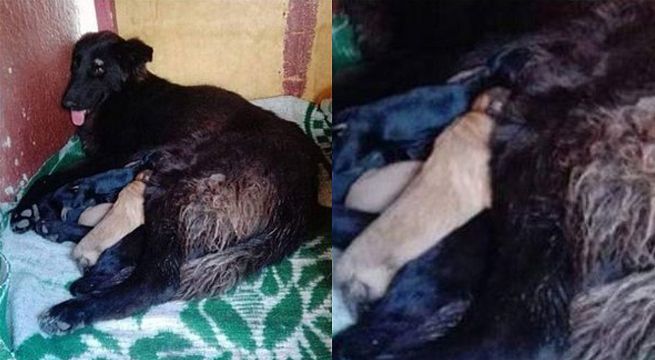 Sismo en Loreto: Perrita salva a sus dueños pero muere al intentar rescatar a sus cachorros