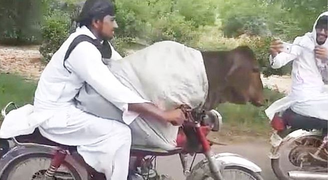 Hombre gana fama mundial por transportar una vaca en su motocicleta [Video]