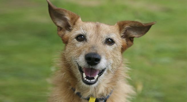 Día del Perro sin Raza: ¿Por qué se celebra hoy 28 de mayo en todo el mundo?