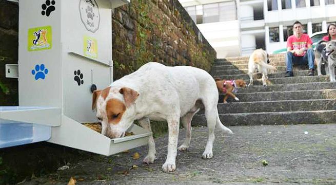 Veterinaria crea galletas anticonceptivas para perros de la calle