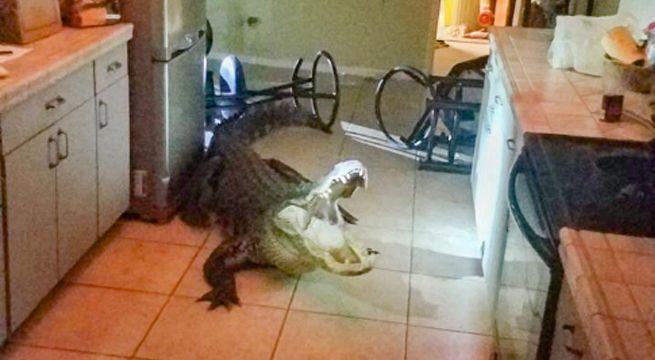 Entró a su cocina en la madrugada y encontró a un caimán de 3 metros [FOTO Y VIDEO]