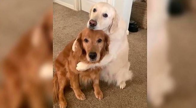Perrito abraza a su hermano cuando es regañado por comer de plato ajeno [Video]