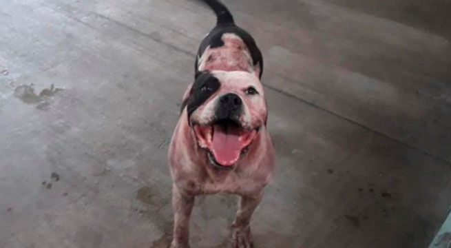 Pitbull que mató a ladrón por defender a su familia no será sacrificado [VIDEO]