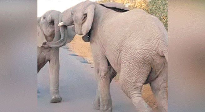 Elefantes sorprenden a turistas con pelea durante un safari [VIDEO]