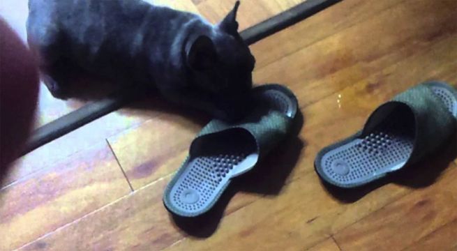 Compró un cachorro y al tiempo se dio cuenta que se trataba de este raro animal