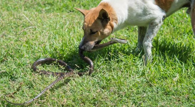 Perrito se enfrenta a serpiente para salvar a su amo [VIDEO]