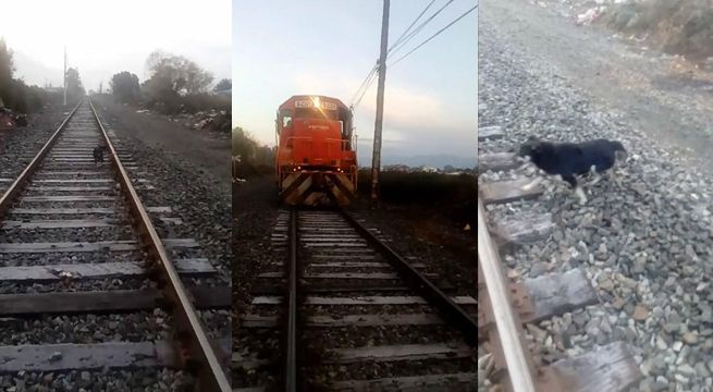 Tren detiene su marcha para evitar arrollar a perrito que fue encadenado a los rieles [Video]