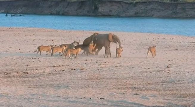Elefante bebé es acorralado por leones y se defiende de esta manera