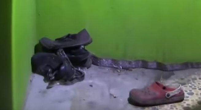 Hombre se lleva un gran susto al encontrar terrorífica criatura mientras limpiaba su casa [VIDEO]