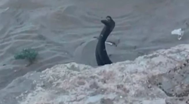 Extrañas criaturas aparecen en concurrida playa asustando a decenas de bañistas [Video]