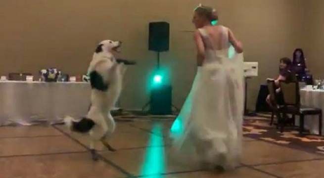 Novia sorprende a invitados a su boda con espectacular baile con su perro [Video]