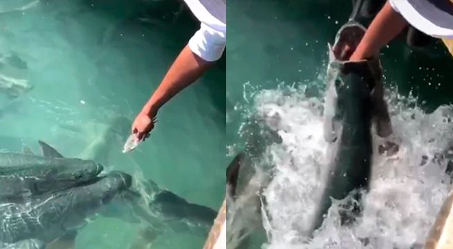 Hombre sufre un accidente alimentando peces y se convierte en viral de las redes [VIDEO]