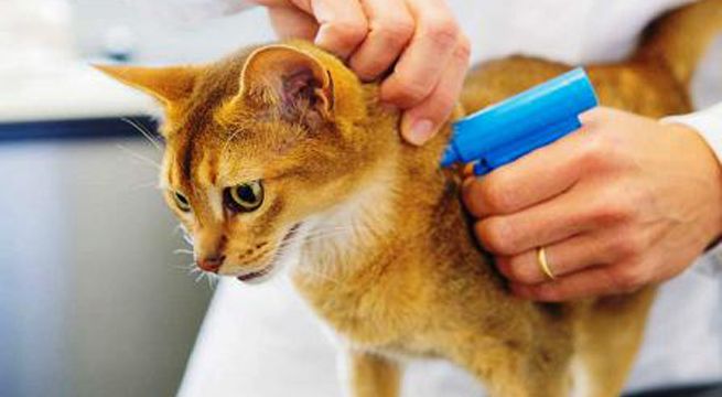 Campaña para registrar mascotas con microchip se efectuará este fin de semana