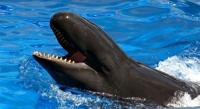 Cría de ballena y delfín deja con la boca abierta a todo el mundo [VIDEO]