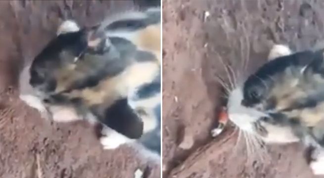 Gatito se encuentra con un terrorífico animal y sorprende a todos con su reacción [VIDEO]