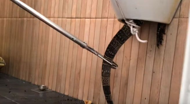 ¿Qué haces si te encuentras con peligrosa criatura atrapada en un urinario?