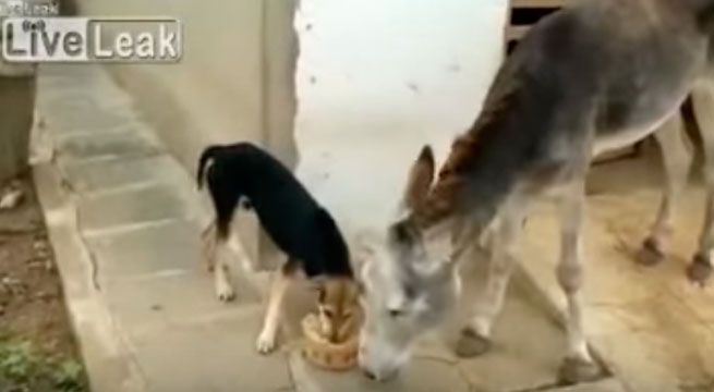 Perro se come la comida de un burro y este reacciona de la peor manera