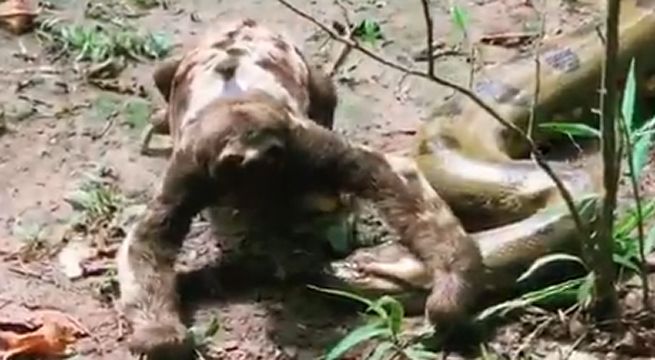 Perezoso aplasta cabeza de gigantesca anaconda y así termina todo