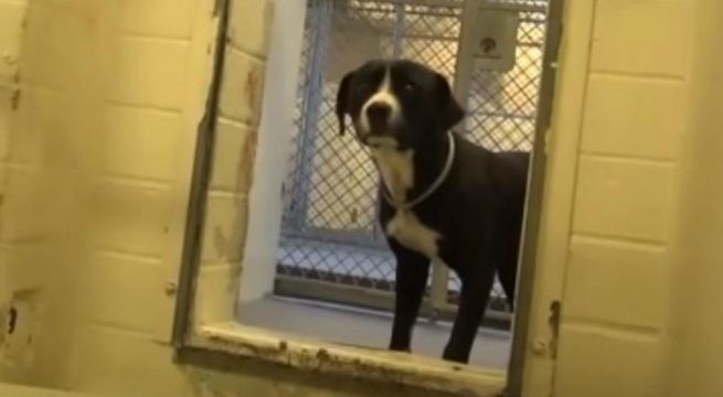 La conmovedora reacción de un perro al enterarse que iba a ser adoptado