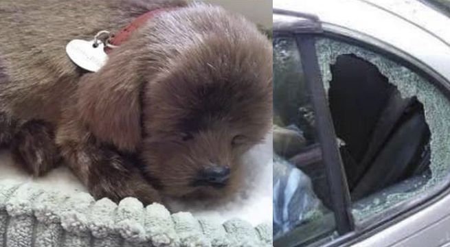 Rompen ventana de auto para salvar perro de ola de calor pero descubren que era un juguete