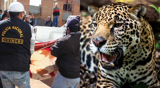 Jaguar le destroza el cráneo y mata a joven mujer en centro poblado de Puno