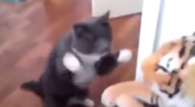 Hombre descubre lo que su gato hace en su ausencia y video se vuelve viral
