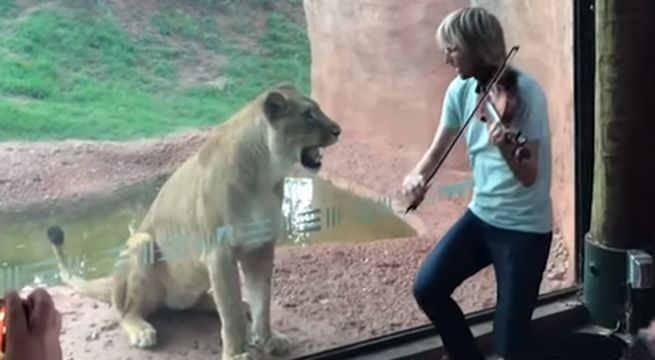 Violinista toca canción para un león y la reacción del felino se viraliza en las redes [VIDEO]