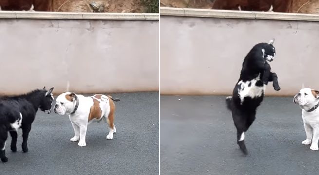 Pequeña cabra embiste a perro y protagonizan tierno momento