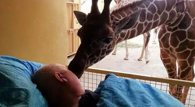 La conmovedora despedida de una jirafa a su cuidador enfermo de cáncer [VIDEO]