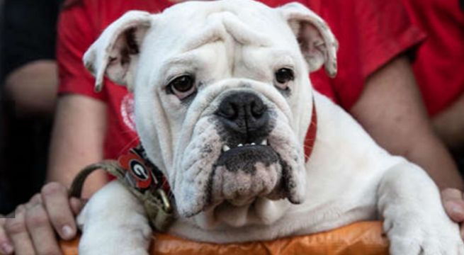Perro conoce a su superhéroe favorito y su reacción se vuelve viral