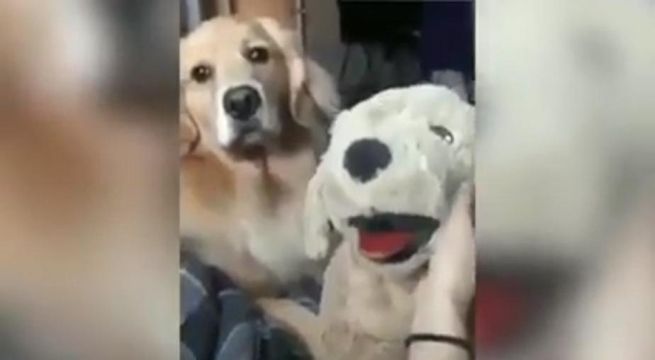 Dueña acarició a mascota de peluche y su perro reaccionó de esta manera