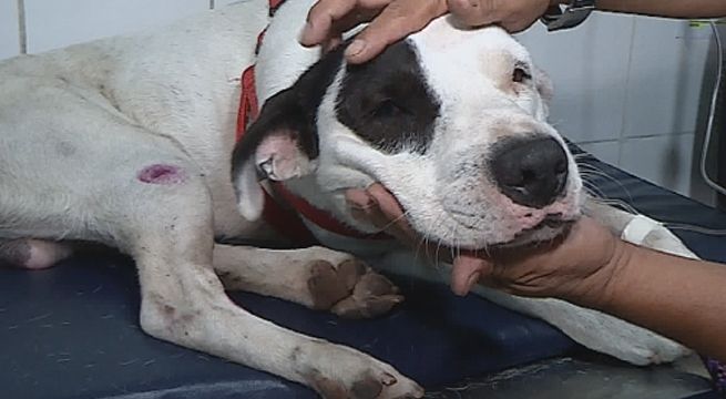Joven que auxilió a perro que cayó de maletera de auto en plena Vía Expresa hace su denuncia