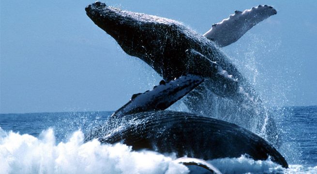 Fueron a Alaska buscando una ballena, pero no imaginaron que esta los recibiría así