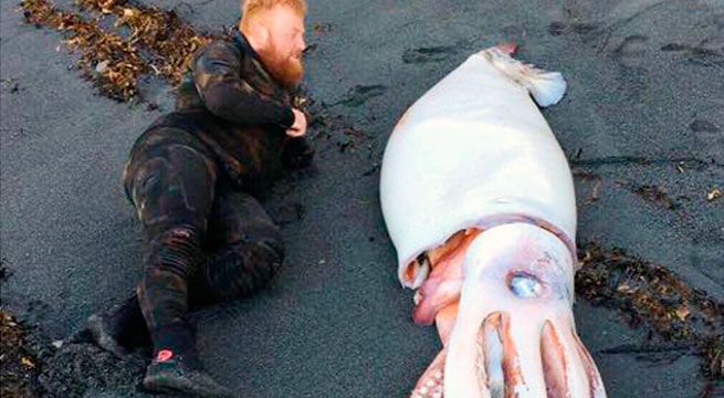 Tres hermanos iban a bucear y se encontraron con un calamar gigante