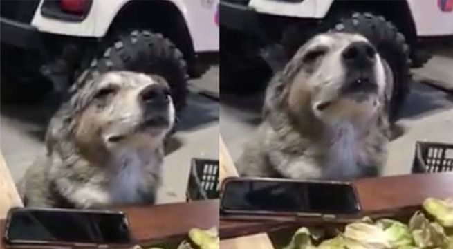 Perro se vuelve viral tras ser grabado disfrutando al ritmo de una cumbia