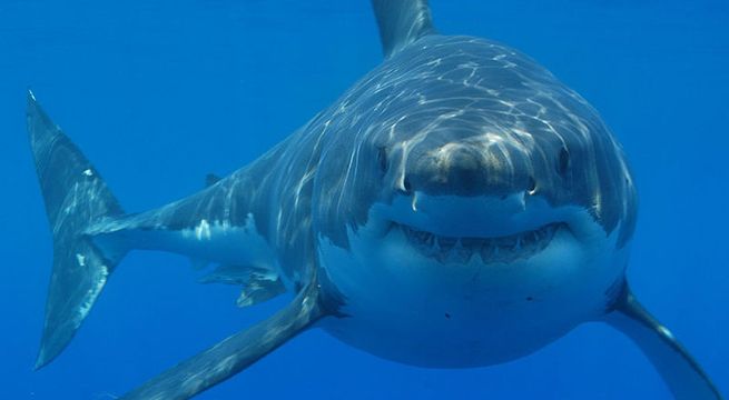 Tiburón blanco aparece en playa desatando el pánico entre los bañistas