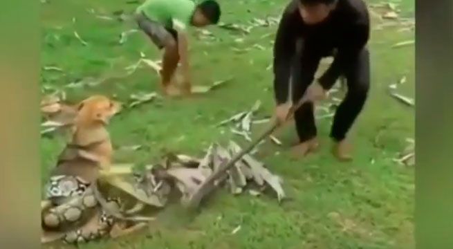 Perro es atrapado por una serpiente, pero niños se arman de valor y lo salvan