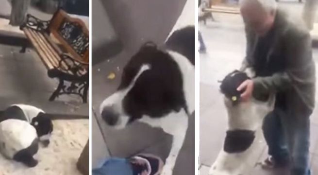 Encontró a su perro perdido luego de tres años y reacción de can enternece al mundo