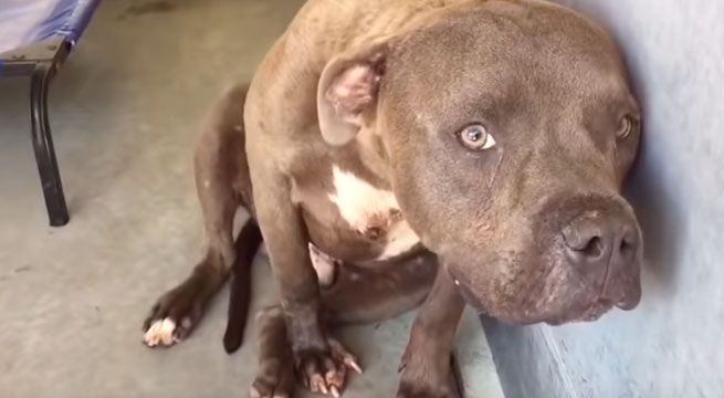 Pitbull entrenado para pelear es acariciado por primera vez y su reacción conmueve