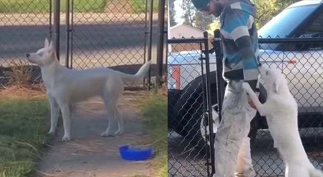 Perrita ciega y sorda reconoce a su dueño con el olfato y conmueve a todos