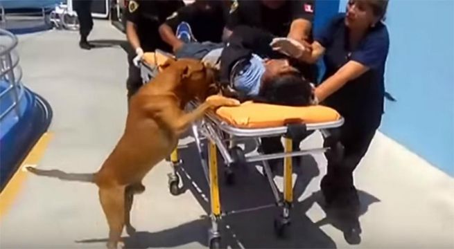 Dos cachorros conmueven al mundo con su reacción al ver a su dueño en una camilla