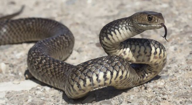 Juega con serpiente y recibe una tremenda mordida en el rostro (Video)